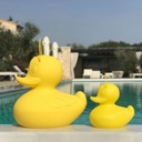 Duck Duck XL
