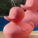 Duck Duck S rose