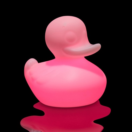 Duck Duck XL rose
